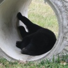 #Moonbearmonday: moon bear siesta!