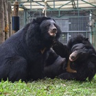 Rescued bears finally get their happily-ever-after moment following rescue from bile farm hell