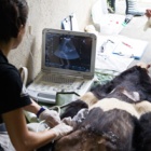 Vets’ good news for Nanning bear Snip