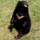 VIDEO: The heart-melting moment moon bear Snow let us know he was going to be ok