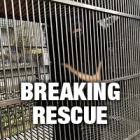 BREAKING: Emergency bear bile farm rescue underway in Vietnam