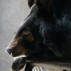 A bear bile farm has finally taken Sophie’s sight – but not her life