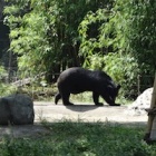 Moon bear Sophie pain free thanks to eye surgery