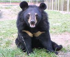 Sponsor a bear