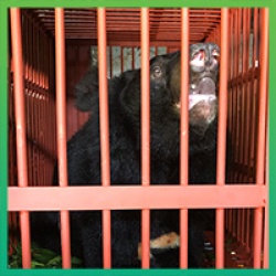 Three moon bears rescued from notorious bear bile farming hotspots in Vietnam