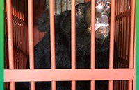 Three moon bears rescued from notorious bear bile farming hotspots in Vietnam