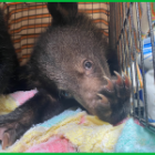 Animals Asia rescues five bears from bile industry and wildlife trafficking