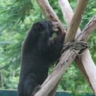 Chocolate-coloured moon bear climbs high after bile farm rescue