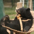 #Moonbearmonday: Taz's growing world