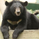 #Moonbearmonday: That's Thao