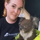 Animals Asia sends Veterinary Nurse Kat Donald to help struggling Australian wildlife impacted by recent catastrophic bushfires.