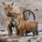 #InternationalTigerDay: What big cat play can teach us about morality