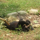 Watch these amazing rescued bears work together to get their favourite snack