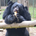 Recently rescued bears Valerie and Tuan make a fine pair!