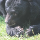 Joy, friendship and huffs: what happened next for this famous splashing bear