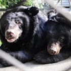 #Moonbearmonday: Valentine’s couples