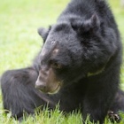 Meet the bear with three legs, one eye and a constant smile