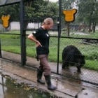 Could you volunteer to care for moon bears?