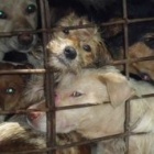 First dog thieves jailed after Vietnamese law change