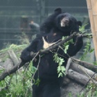 Rescued bear spared a cage spends days rolling in leaves like no-one is watching