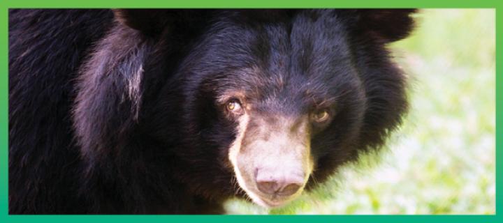 Bear Bile Farming