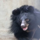 VIDEO: These two abused bears didn’t know how to play, but worked it out together, in the cutest way