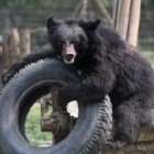 Disabled bears go from bile farm cages to playing in the sun