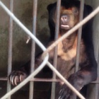 BREAKING NEWS: Urgent sun bear rescue underway in southern Vietnam