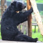 From rescue to retirement: helping damaged bears grow old gracefully