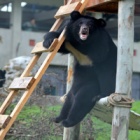 #Moonbearmonday: Xin Xin gets creative