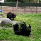 #Moonbearmonday: Roly poly Xuan Xuan