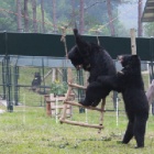 Rescued from bile farms – now their only concern is who’s next on the swing (PICS)