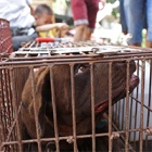 Major Chinese online retailer removes over 130 dog meat products