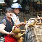 Yulin quiet and traders nervous ahead of infamous dog meat festival