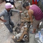 Chinese animal charities advise rescuers not to buy dogs in Yulin