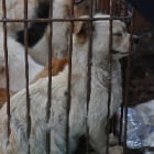 Ending Yulin won’t end dog meat eating, but ending dog meat eating will end Yulin