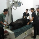 Sick bear recovering after Vietnamese military came to his aid