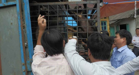 The cubs are loaded onto Animals Asia’s truck for the 12 hour journey home.