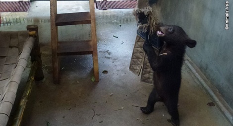 Ricky gets to grips with a hanging toy – enrichment to keep the cubs stimulated and active.