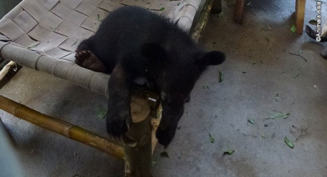 Joey investigates the workmanship on his new cub hammock.