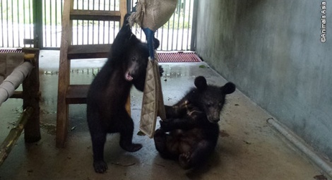 ... and play with abandon in their new den.