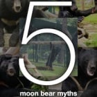 Five moon bear myths