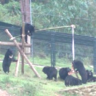 #MoonBearMonday: new toy lets bears be bears