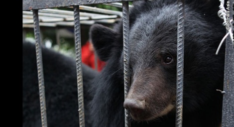 The little bears are nervous and unsure of their new environment.