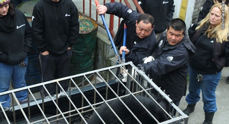 Bear Supervisor Howard, cuts the cage wires.