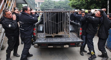 The bear team prepares to remove the cage ...