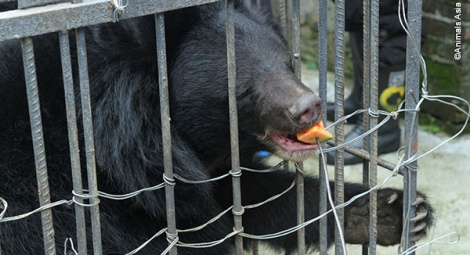 ... to help them relax before transfer to a recovery cage.