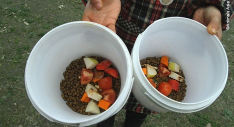 Finally settled, Rudolph and Holly get their first dinner at their new home.