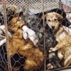 Animals Asia helps close more than 100 Chinese dog meat restaurants