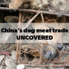 China’s meat dog farms are a myth – most are poisoned and stolen from rural homes